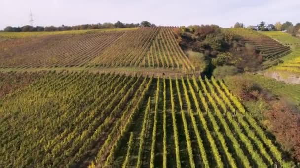 Drone material aéreo plantas vitivinícolas pueblo winningen famoso vino alemán región río Mosela con puente de carretera A61 — Vídeo de stock