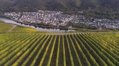 Moselle Nehri 'nin ünlü Alman Şarap Bölgesi' ndeki şarap fabrikalarının insansız hava aracı görüntüleri.