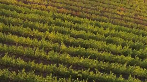 Drón légi felvétel borászati növények falu nyertes német borvidék Moselle folyó — Stock videók