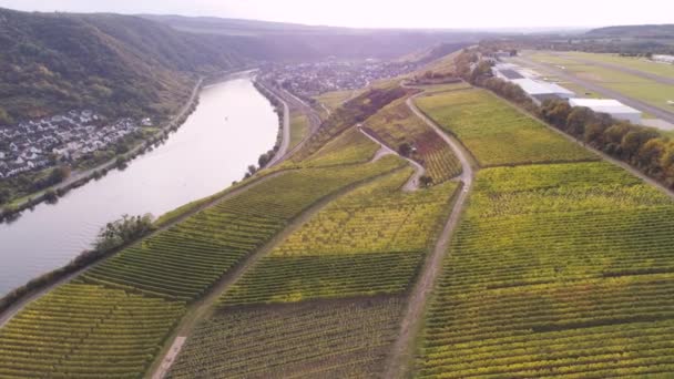 Drone riprese aeree di piante di vigneto nel villaggio di Winningen Famosa regione vinicola tedesca Mosella River — Video Stock