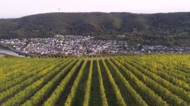 Moselle Nehri 'nin ünlü Alman Şarap Bölgesi' ndeki şarap fabrikalarının insansız hava aracı görüntüleri.
