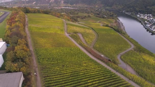 Drone luchtbeelden van wijngaarden in het dorp winningen Beroemde Duitse wijnstreek Moezel Rivier — Stockvideo