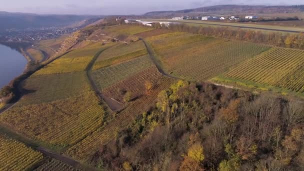 Drone riprese aeree di piante di vigneto nel villaggio di Winningen Famosa regione vinicola tedesca Mosella River — Video Stock