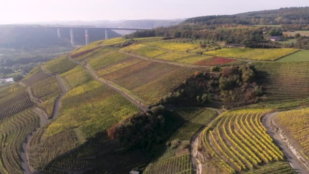 Drone riprese aeree vigneto piante villaggio Winningen Famosa regione vinicola tedesca Mosella Fiume con ponte autostrada A61 — Video Stock
