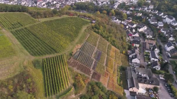Drone luchtbeelden van wijngaarden in dorpskuilen Beroemde Duitse wijnstreek Moezel Rivier Winningen — Stockvideo