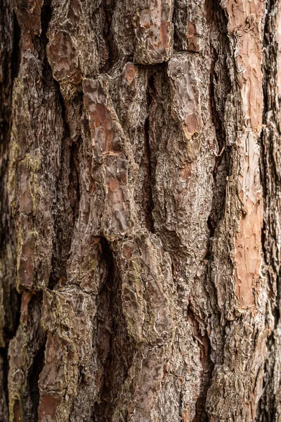 Schors van oude boom Naadloze schors achtergrond textuur Natuurlijke — Stockfoto