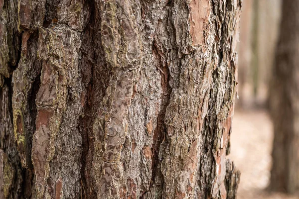 Kůra starého stromu Bezešvé kůry pozadí textury Přírodní — Stock fotografie