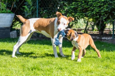 German Boxer dog and a mix dog playing together on the green grass in the garden