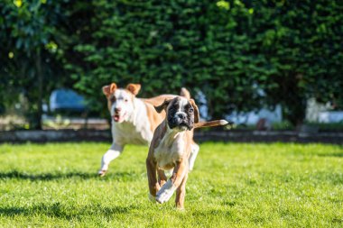 German Boxer dog and a mix dog playing together on the green grass in the garden