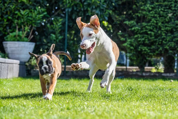 German Boxer dog and a mix dog playing together on the green grass in the garden — Photo