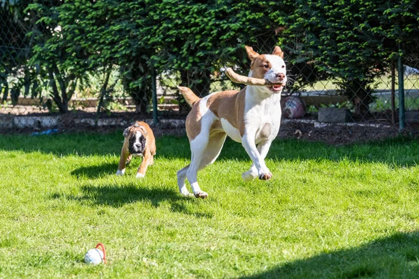 German Boxer dog and a mix dog playing together on the green grass in the garden — Stock fotografie