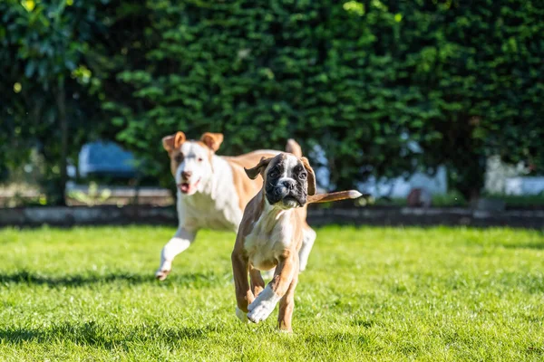 German Boxer dog and a mix dog playing together on the green grass in the garden — Photo