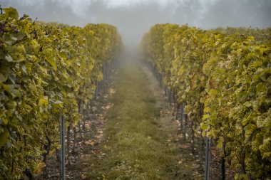 white Wine grapes fall morning mist ready for harvest Region Moselle River Winningen Germany