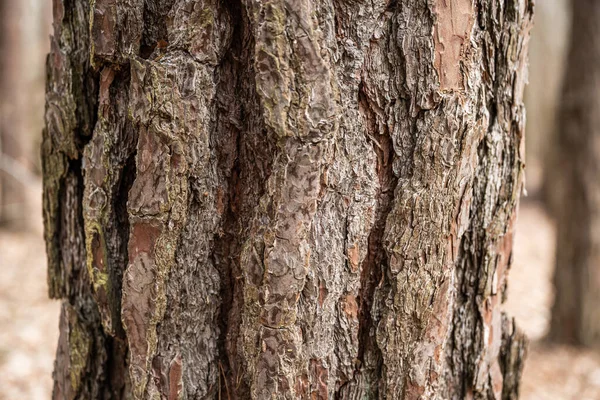 Bark of old tree Seamless bark background texture Natural — Fotografia de Stock