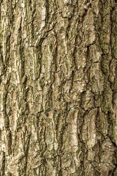 오래 된 나무토막의 껍질 배경 감촉 천연 재료 — 스톡 사진