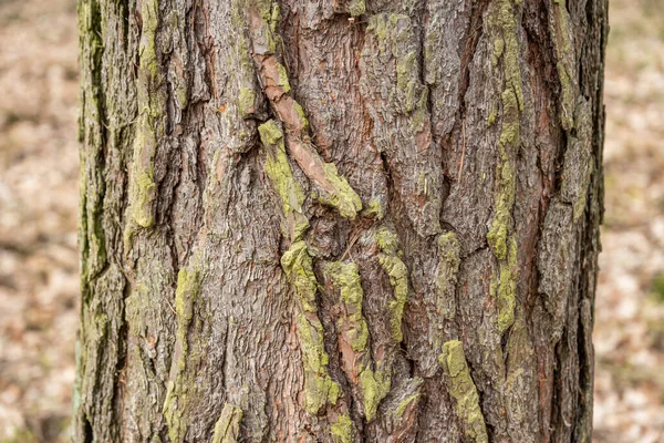 Φλοιός παλαιού δέντρου Απρόσκοπτη υφή φλοιού Φυσική — Φωτογραφία Αρχείου