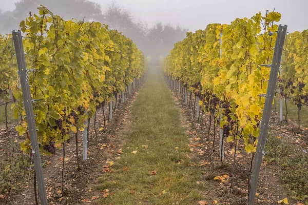 Vino tinto uvas listo para la vendimia Región Mosela Río Winningen Alemania — Foto de Stock