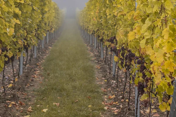 Red Wine grapes ready for harvest Region Moselle River Winningen Germany —  Fotos de Stock