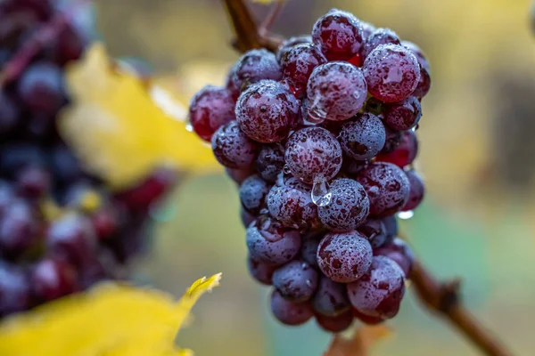 Red Wine grapes ready for harvest Region Moselle River Winningen Germany — Photo