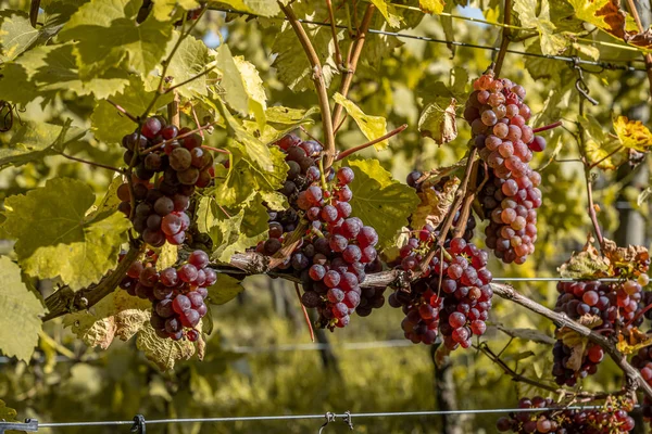 Red Wine grapes ready for harvest Region Moselle River Winningen Germany — Foto de Stock