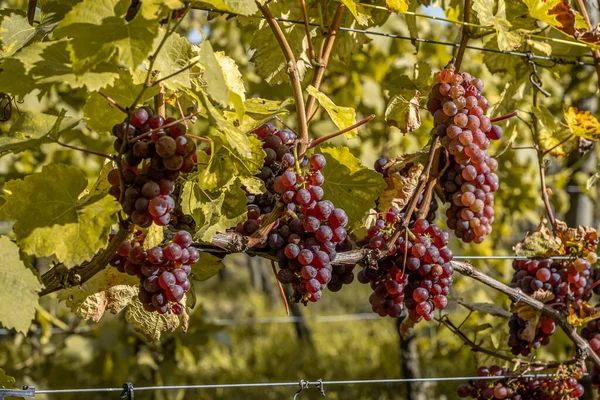 Vino tinto uvas listo para la vendimia Región Mosela Río Winningen Alemania — Foto de Stock