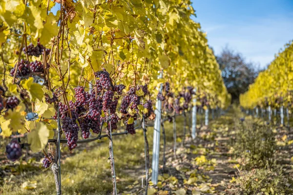 Vino tinto uvas listo para la vendimia Región Mosela Río Winningen Alemania — Foto de Stock