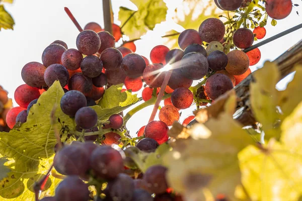 Sun shining through Red Wine grapes ready for harvest Region Moselle River Winningen Germany — Stockfoto