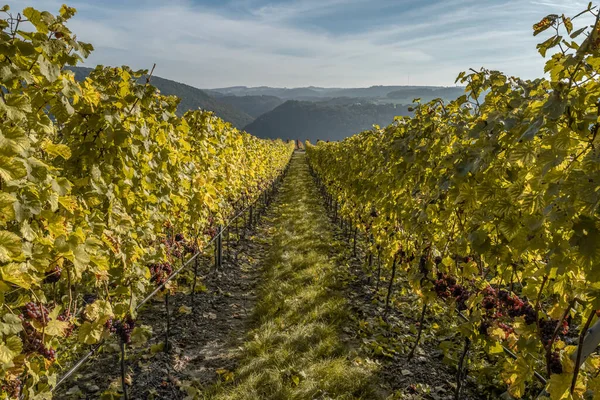 Vino tinto uvas listo para la vendimia Región Mosela Río Winningen Alemania — Foto de Stock