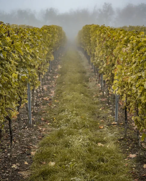 Blanco Vino uvas otoño mañana niebla listo para la cosecha Región Mosela Río Winningen Alemania — Foto de Stock