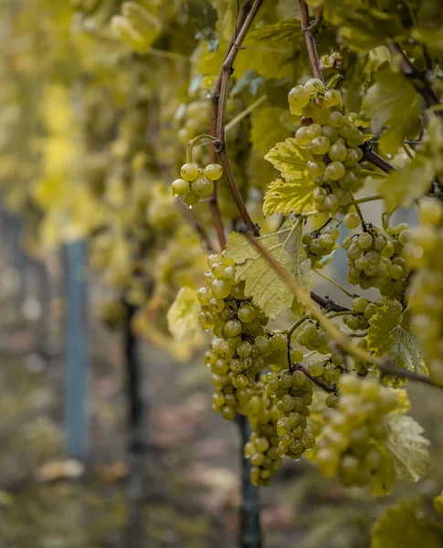 White Wine grapes fall morning mist ready for harvest Region Moselle River Winningen Germany — Fotografia de Stock