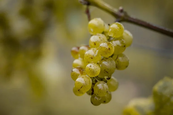 Blanco Vino uvas otoño mañana niebla listo para la cosecha Región Mosela Río Winningen Alemania —  Fotos de Stock