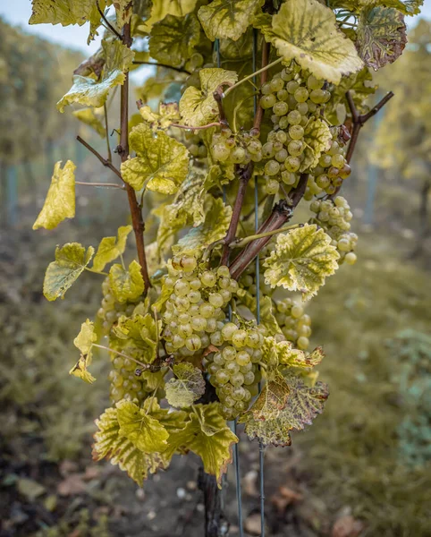 White Wine grapes fall morning mist ready for harvest Region Moselle River Winningen Germany — Stockfoto