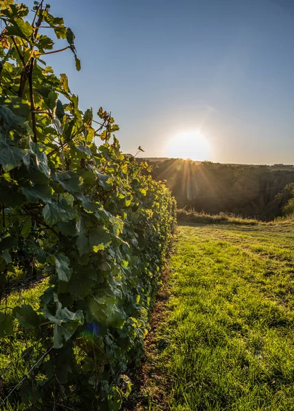 White Wine grapes fall sunset ready for harvest Region Moselle River Winningen Germany — Zdjęcie stockowe