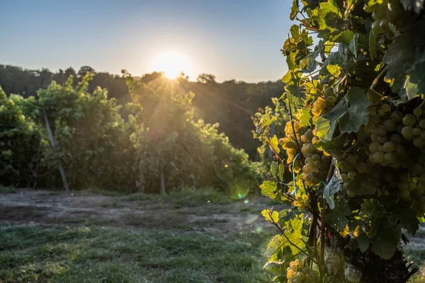 White Wine grapes fall sunset ready for harvest Region Moselle River Winningen Germany — Fotografia de Stock