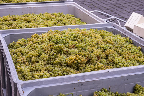 White Wine grapes harvest Region Moselle River Winningen Germany — Stockfoto