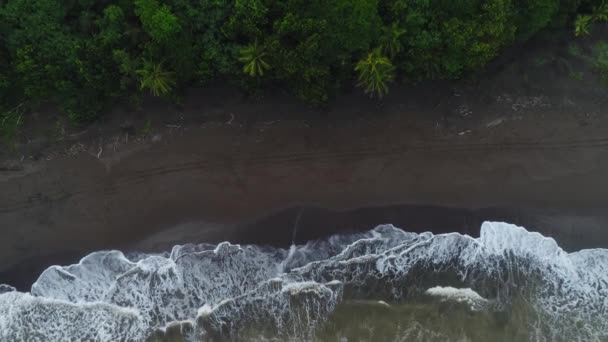 Tortuguero nationalpark schildkröte strand küste costa rica flugzeug ansicht — Stockvideo