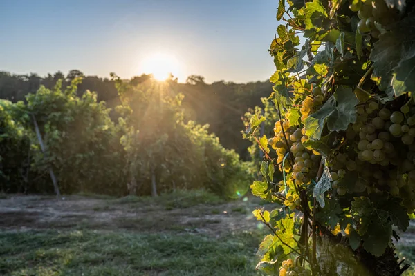 White Wine grapes fall sunset ready for harvest Region Moselle River Winningen Germany — Fotografia de Stock