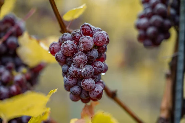 Red Wine grapes ready for harvest Region Moselle River Winningen Germany — Stockfoto
