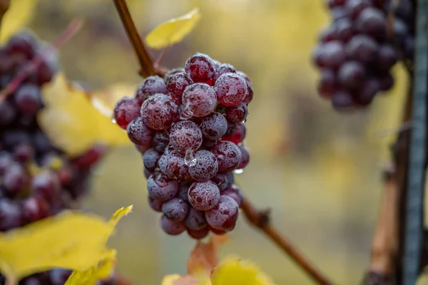 Red Wine grapes ready for harvest Region Moselle River Winningen Germany — Stock Fotó