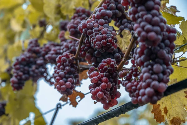 Vino tinto uvas listo para la vendimia Región Mosela Río Winningen Alemania — Foto de Stock