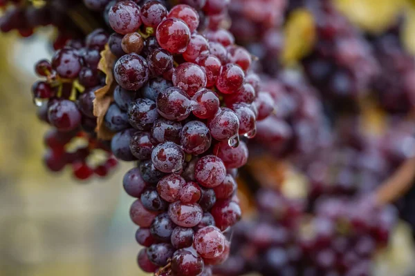 Vino tinto uvas listo para la vendimia Región Mosela Río Winningen Alemania — Foto de Stock