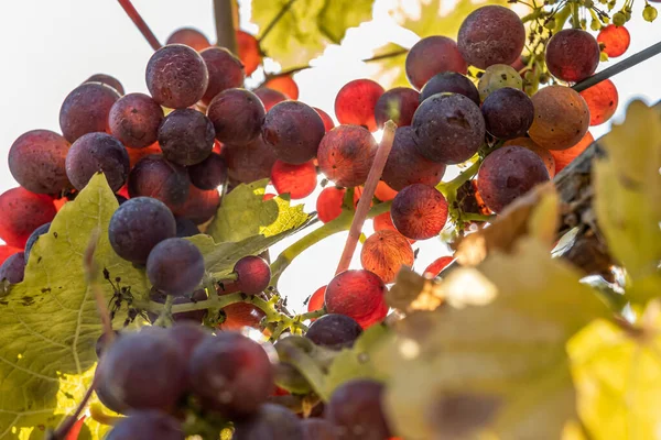 Sun shining through Red Wine grapes ready for harvest Region Moselle River Winningen Germany — Stock Fotó