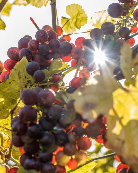 Sun shining through Red Wine grapes ready for harvest Region Moselle River Winningen Germany — Fotografia de Stock