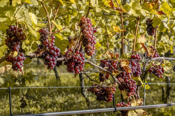 Red Wine grapes ready for harvest Region Moselle River Winningen Germany — стокове фото