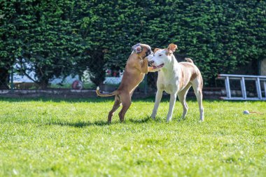 German Boxer dog and a mix dog playing together on the green grass in the garden