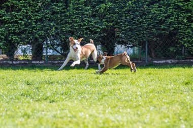 German Boxer dog and a mix dog playing together on the green grass in the garden