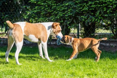 German Boxer dog and a mix dog playing together on the green grass in the garden