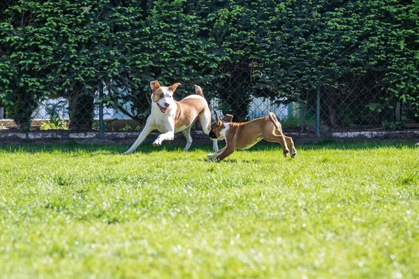 庭の緑の芝生で一緒に遊んでいるドイツのボクサー犬とミックス犬 — ストック写真