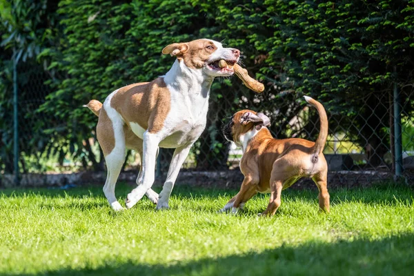 German Boxer dog and a mix dog playing together on the green grass in the garden — Stockfoto