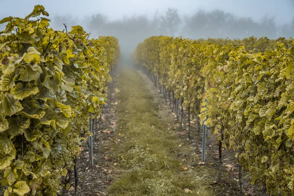 Blanco Vino Uvas Otoño Mañana Niebla Listo Para Cosecha Región — Foto de Stock